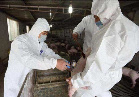 猪瘟扩散 日本政府决定为生猪接种疫苗