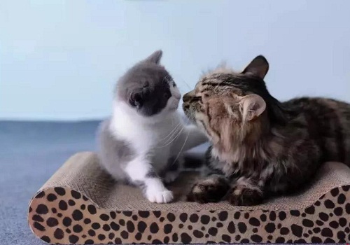 中国首只克隆猫回家 主人希望它性格和以前的像