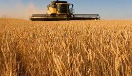 今年我国粮食有望再获丰收