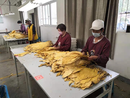 河南许昌市烟叶收购站  奋战50天 保质保量完成收购任务