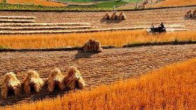 农业农村部：70年间粮食产量先后迈过11个千亿斤台阶