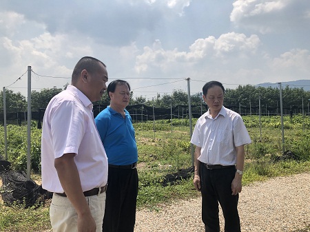 海南海垦集团领导赴大丰咖啡产业集团进行调研督导