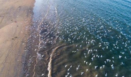 山东向海发展构建“蓝色硅谷”