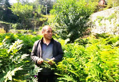 河南辉县：深山也有致富路