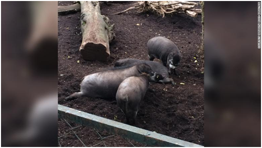 震惊！研究发现：猪也会使用工具？！