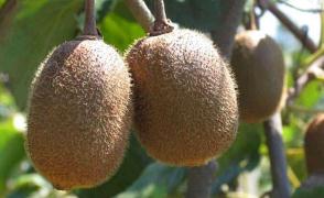 品质优良却缺乏市场认可 国产猕猴桃要向洋水果“取经”