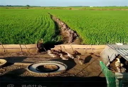 黑龙江通河鸿诚家庭农场百睿鸭稻香米香四溢