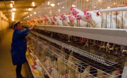 鸡蛋鸡肉鸡苗价格齐创新高 养鸡产业链迎爆发