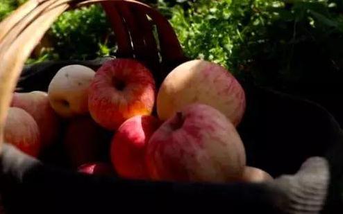 这个主产地苹果3毛钱1斤！价格过山车究竟怎么了？