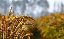 国家重点研发项目技术让早籼稻不再难吃