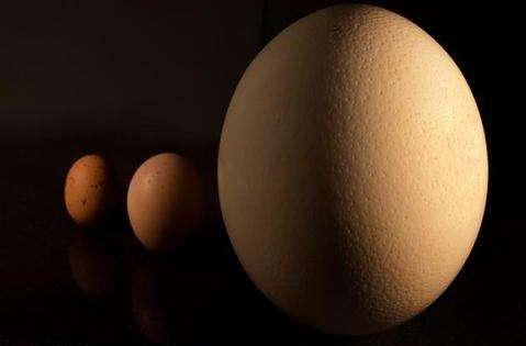 鸡蛋价格还会涨多久？牛市行情赚钱背后的隐忧了解吗