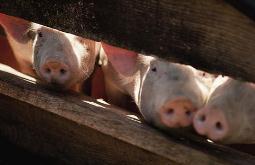 上市公司扩产 生猪产能恢复！猪价明年回落可期