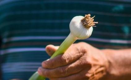 蒜价将保持高位但上涨空间有限