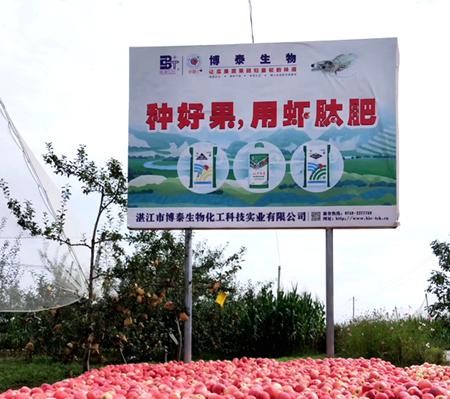 两度入选CCTV农产品推荐的陕西洛川县虾肽苹果 又迎来大丰收