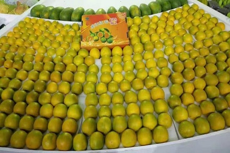 不容错过！11月15日白沙红橙采摘季邀您体验