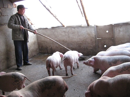 河北：符合条件养猪场（户）可获多种补贴