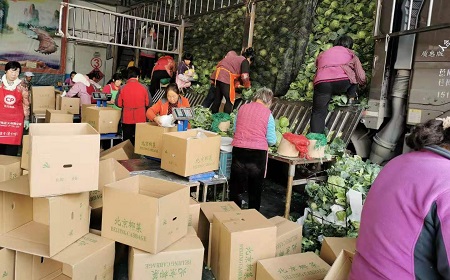 韩国遇“泡菜危机” 山东莱西白菜出口量大增