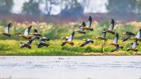 国家林草局：制定候鸟栖息地标准 严防非法猎杀