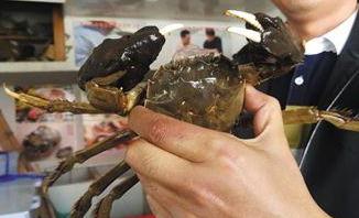 阳澄湖大闸蟹行业丰产背后现隐忧 产量大增销量有限