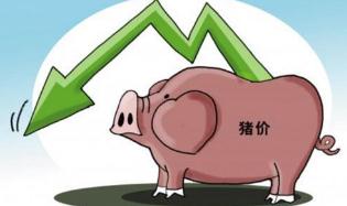 多地猪价大幅下跌！力争明年底供应达常年80%左右
