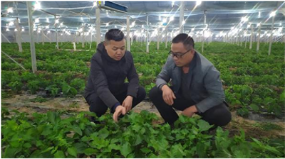 1片叶子1毛钱 温室大棚长出带贫&ldquo;黄金叶&rdquo;