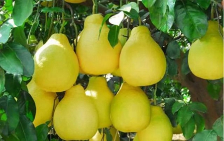 广西容县沙田柚：走出产业化、规模化、品牌化发展之路