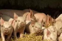 养猪产业再布局 “南猪北养”格局将彻底被打破？