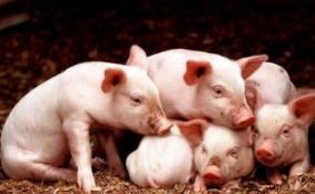生猪稳产保供成今明两年农业工作重中之重