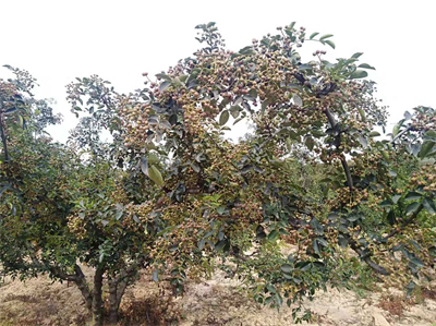 河南长垣：杜建轩精心养护花椒树   “种”出脱贫致富路