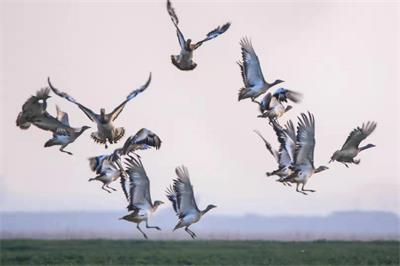 河南新乡：大美封丘生态好  候鸟成群列阵来