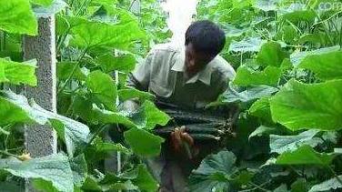 白菜卖出白菜价但黄瓜却涨了 都是蔬菜差距咋那么大