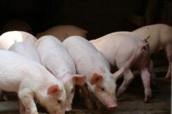 全国生猪存栏自去年11月以来首次回升