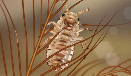 1亿岁琥珀中发现一种新昆虫 以恐龙羽毛为食