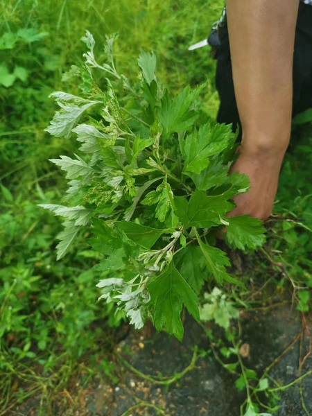 健康行&mdash;&mdash;长沙火葫芦艾灸文化体验中心