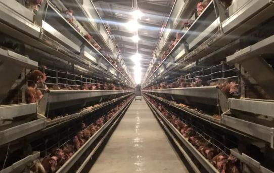 鸡蛋行业盛宴后将一地“鸡”毛？你需要的是这个