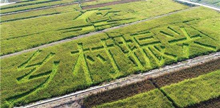 风劲扬帆正当时 乡村产业立潮头