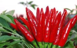 辣椒涨价五成产业链受考 种植人员老龄化隐忧