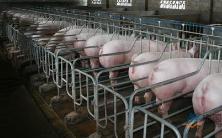 物价波动，保民生着力何处？ 多措并举稳定生猪供应