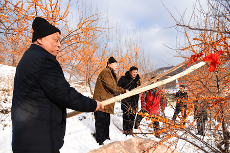 黑龙江穆棱：沙棘傲雪“深秋红”生态托起致富梦