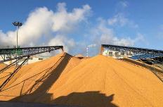 稻麦“质优价低”问题凸显 部分地区粮食加工企业“叫苦”