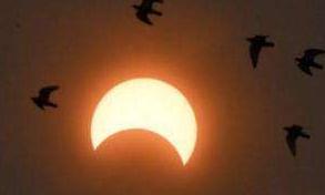 &ldquo;天狗吃日&rdquo;奇观26日上演 专家支招公众科学观测