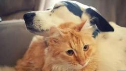 如火如荼的萌宠生意经：宠物消费撑起千亿元级市场