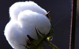 2019年产量和利润“双降” 棉业未来整体性回升可期