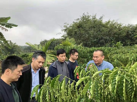 海南省农业农村厅党组成员张庆忠博士一行到母山咖啡指导工作