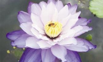 睡莲为何能散发迷人香味？中国科学家发现关键基因