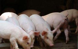 农业农村部：去年12月生猪出栏环比大幅增长14.1%