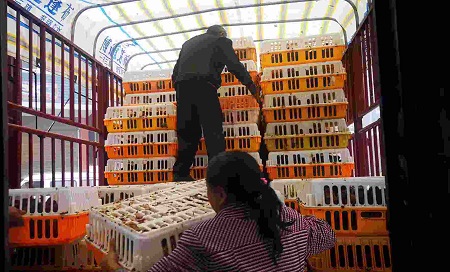 疫情动态|湖北上亿蛋鸡面临断粮，亟待打通禽业产销通道