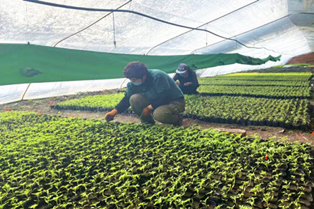 七台河市茄子河区稳步推进备春耕农业生产工作