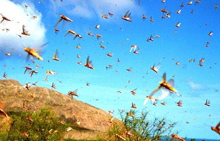 农业农村部：沙漠蝗对我国危害几率很小