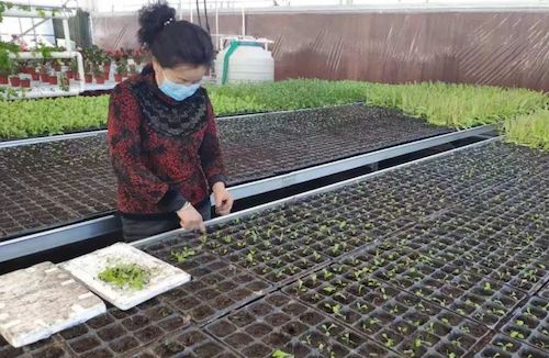 黑龙江呼玛县防疫备耕两不误 复工复产保丰收